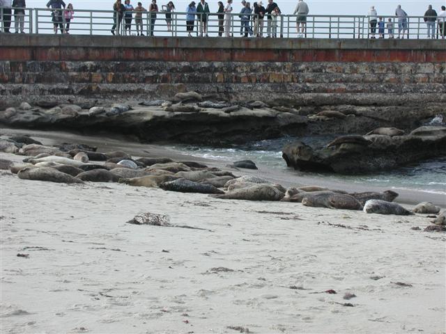 Seals at San Diego's Seal Beach