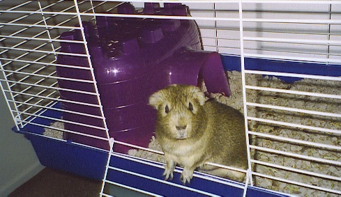 Dusty Rodent peering out of his cage. Taken in early 2005.