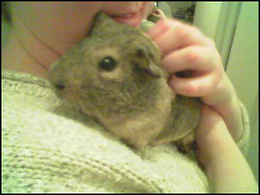 Cindy holding Dusty, a guinea pig