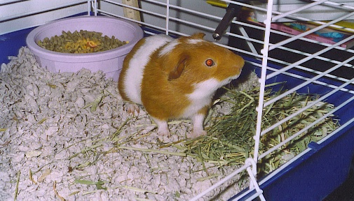 Peanut was the cutest, nicest guinea pig I've ever known. He'd not run when you picked him up and he'd give you a lot of visual cues if he had to go to the bathroom. That's useful knowledge when you're handling a guinea pig.